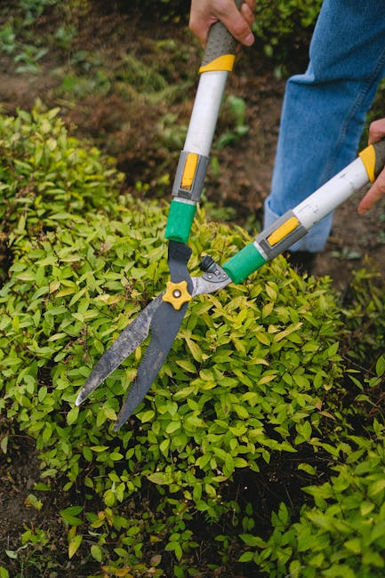 A gardener's hands using long-handled hedge shears to trim a dense, green hedge in a well-maintained garden. The hedge consists of small, bright green leaves and is situated along a paved pathway, wit